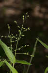 Bosc's panicgrass